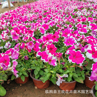 ��ţ�����ش�ហ�ţ��ʠ�ţ�r��ݻ����̾G�����@�V����[�ԷN