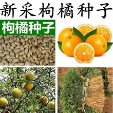 新采枸橘种子枳壳种子枸桔红橘橘子柑橘香橙脐橙籽嫁接砧木树种子