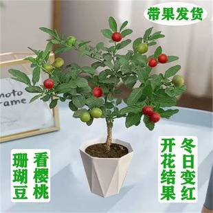ɺ�������Լ��c����ɺ���҃��̨�ļ������ͺ��͟�ֲ���ļ�������