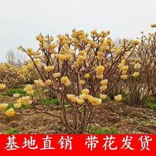 一件代发庭院植物结香苗结香花苗结香大小苗金腰袋打结花梦冬花浓