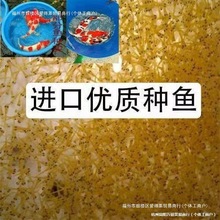 锦鲤水花鱼苗纯种日本红白昭和大正三色绯写观赏鱼淡水锦鲤小金鱼