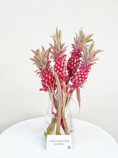 Sf Taiwan Pink Bring in Wealth and Treasure Pineapple Hydroponic Plant Pink Black Pineapple Fresh Cut Flowers Indoor Arrangement Festive New Year's Eve Flowers