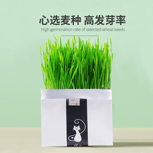 Manufacturer wholesale cat grass wheat seeds potted cats ready-to-eat hair ball tablets lazy cat snacks