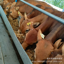 育肥养殖改良鲁西黄牛牛犊小母犊牛 西门塔尔牛小牛 肉牛养殖前景