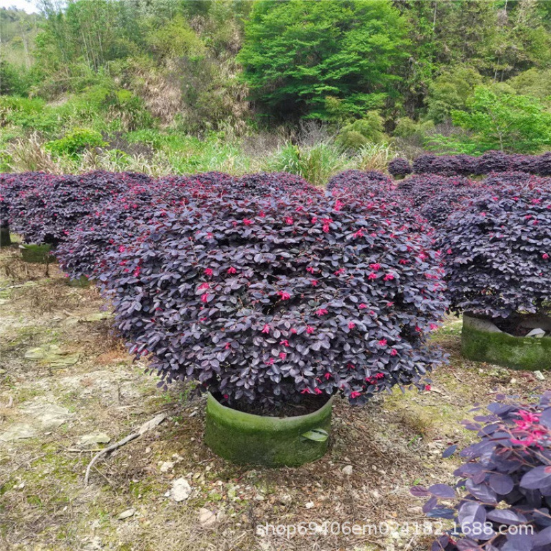 供应红花继木球冠幅80-150cm红继木小苗批发欢迎来电常绿灌木