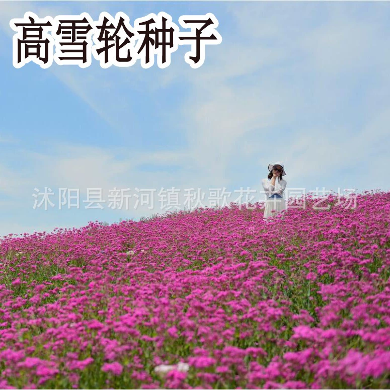 Высокие семена снежного колеса Высокая Снежная трава Холодостойкая засухостойкая Four Seasons Низкие семена снежного колеса Домашний балкон Посев цветов