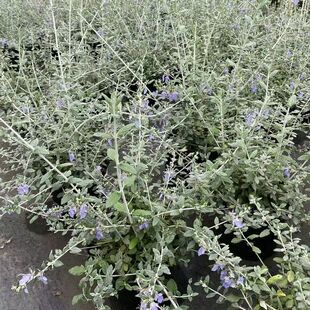 ˮ���m���Ի���������ͺ��͟�ͥԺ����ֲ���ļ����G���B�^�~�Gֲ