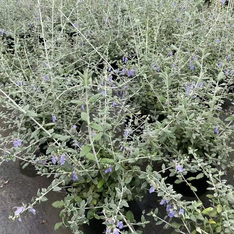 水果兰盆栽花苗多年生耐寒耐热庭院花境植物四季常绿好养观叶绿植