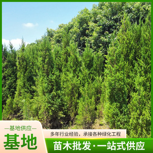 ��ľ�ɰ؂Ȱر�؈A���ɘ����،������������ľ����ΰ����Ά�ľ