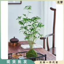 苔藓球植物米竹红观音竹金明竹水培盆景客厅室内桌面观赏竹子盆栽