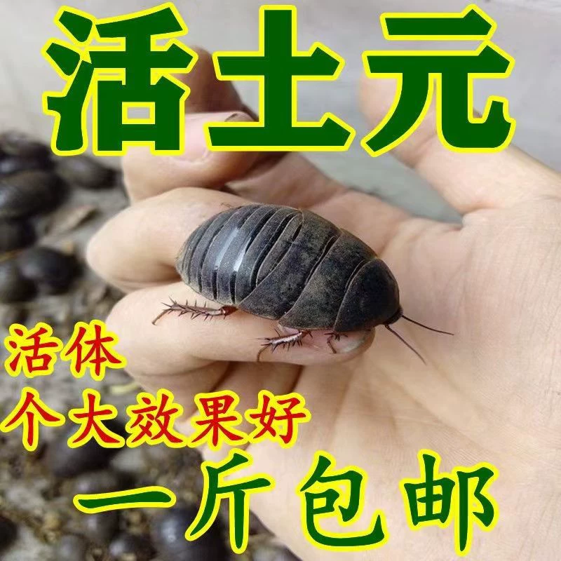 Живые личинки дождевого червя легко разводить и выращивать. Личинки кунжутного червя и блоки яиц дождевого червя поставляются для всех возрастных групп личинок дождевого червя.