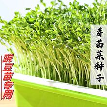 豌豆苗专用麻豌豆苗种子芽苗菜种子家庭阳台室内无土栽培蔬菜种子