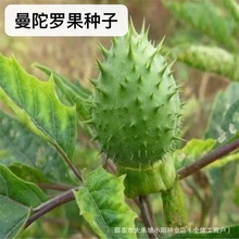 �����_���N�Ӯ����зN���²ɷNș�ķN�����_�N