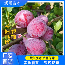 ��÷��������Ʒ�N ܛŴ���� ���ؿ��� �F�ڬF�l ��������÷��