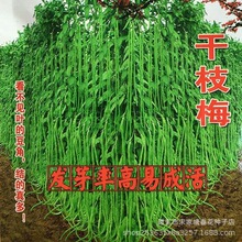 ��֦÷�L���ǷN�����L���ǷN���ļ����������N��