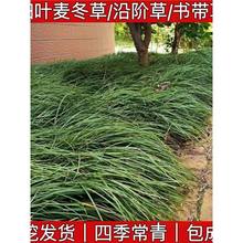 长叶麦冬草玉龙草庭院绿化植物四季矮麦冬草苗书带草耐寒细叶麦冬
