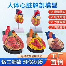 ��Ʒ1:1���w���K����ģ��B���ʳ����Kģ�Ͳ�ж�t�W��Ȼ�����K�̌W