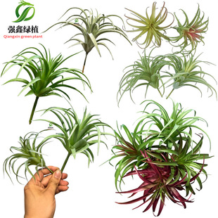 �������՚���P��ֲ��ֲë�ٶ����҃ȵ��m���Ի��ܾGֲ���b�