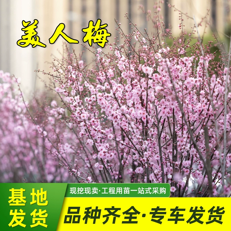 Double Beauty сливовый саженец база для продажи двор декоративные цветы завод сад четыре сезона цветок кустарник Слива дерево