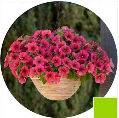 Висячий двойной лепесток семян петунии висит сад в горшке крытый балкон вьющиеся растения Morning Glory семян