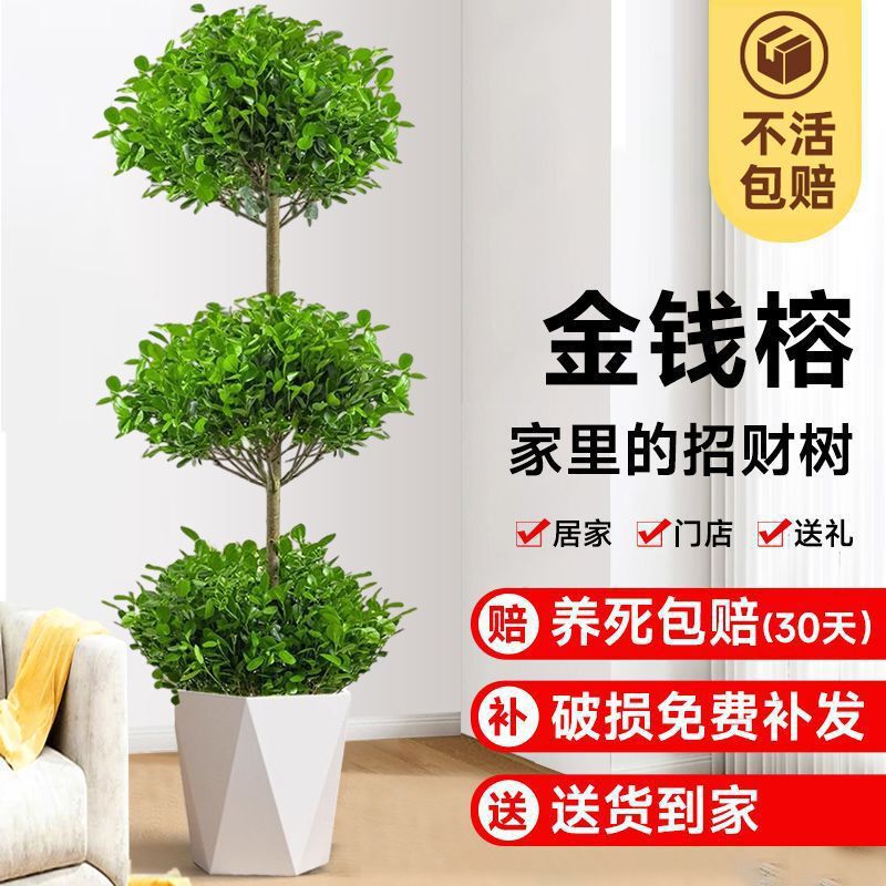 Money Tree Large Potted Plant for Living Room, Office Bonsai, Money Tree, Large Green Plant, Good Luck for the Home, Gift, Evergreen All Year Round