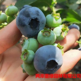 �{ݮ���{ݮ�������Ե��Ԯ���Y�������̨�Ϸ������Nֲ�ش������