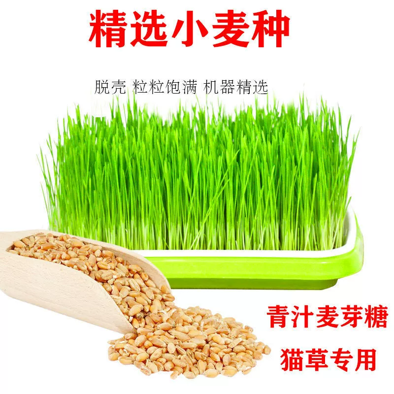 Семена пшеницы, семя, семя, семя, семя, семя