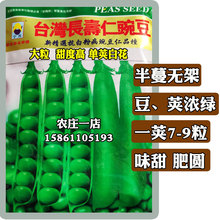 長壽仁豌豆種籽種子孑無架半蔓形大粒味甜糖度高肥圓濃綠單莢白花