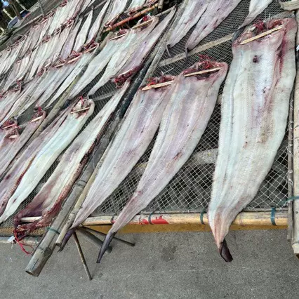 东海淡干特产大鳗鱼干海鳗白淡干水产干货整条生晒新货1500克一条