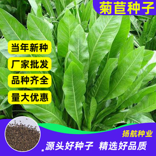 ���ݷN�� �ļ���ѿ�����˷N�ӿ��{�� ����˷N�ӿ����˸߮a���O��