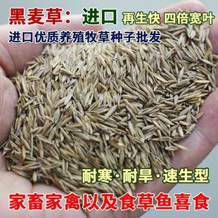 �����ݷN���ӷN�������N�������Bֳ�ݷNι�uţ���~���ļ������ͺ�