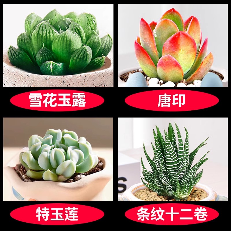 눈꽃옥이슬 + 당인장 + 특옥연꽃 + 줄무늬십이권