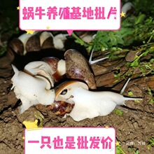 ΁ţ���l�W���^�p����΁ţ�[�����l����΁ţ��ֳ�^�p�����