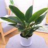 Green Princess Daye Golden Diamond Four Seasons Evergreen Plants indoor desktop green planting potted flowers