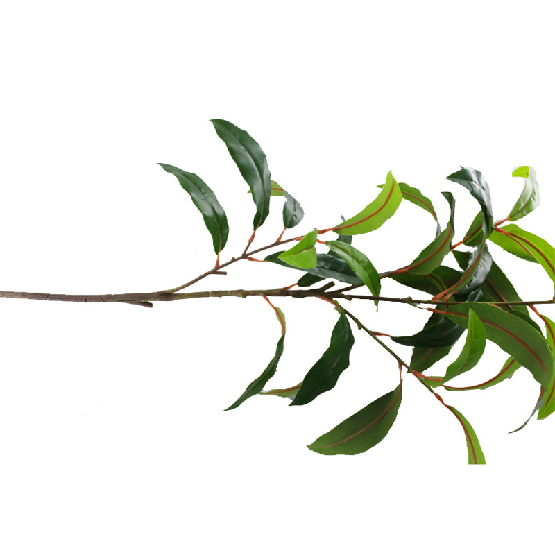 XRB-191 古枝芒果叶32叶0.8米3.jpg