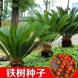 �F��N����ľ�N�ч��aɢ�b�ļ����������^�G�������^�~�N��