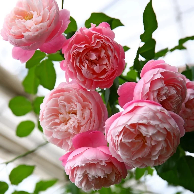 Цельные розетки роз из перьев для дропшиппинга, цветущие розы в горшках, вьющиеся растения, саженцы вьющихся роз, зеленые растения