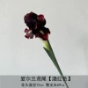 Irish iris-burgundy