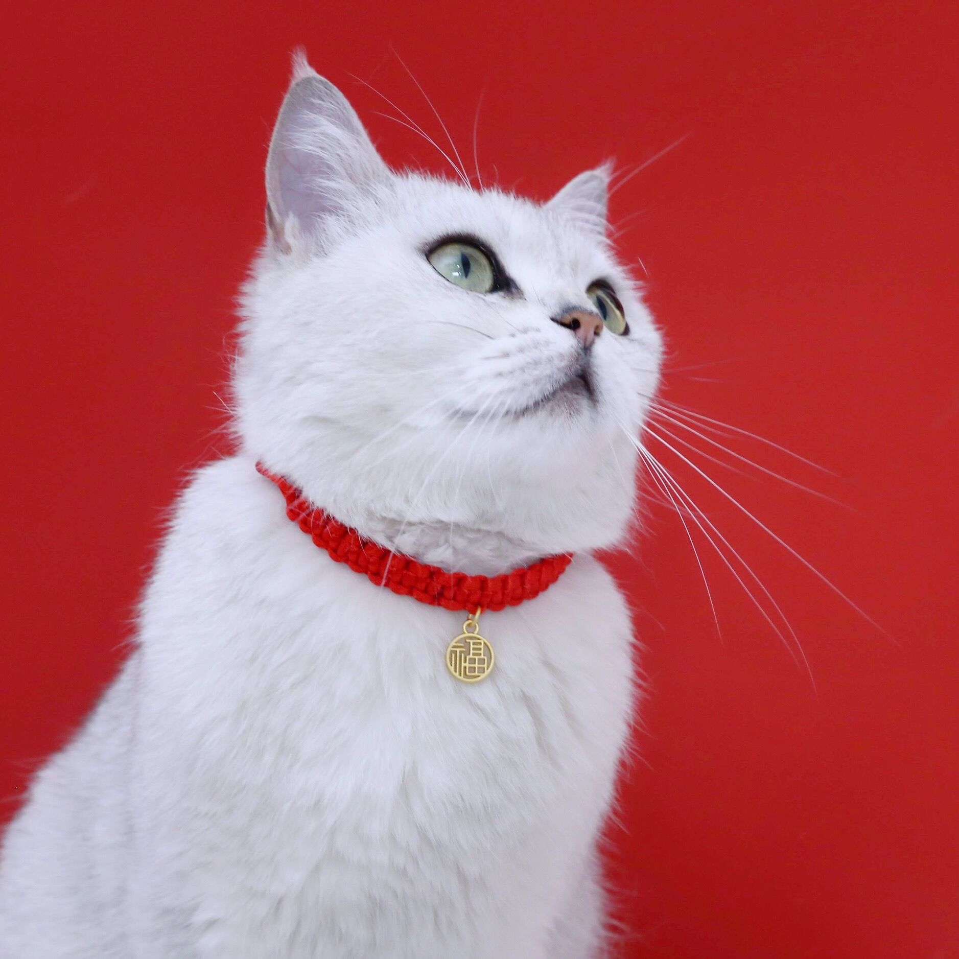 Pet red cordón tejido collar ajustable gato perro conejo chino Fengfu Spring Festival Zongzi collar
