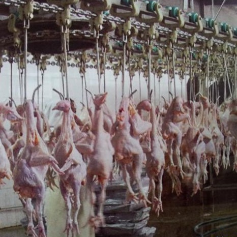 供应鸡鸭鹅屠宰流水线 三黄鸡鹌鹑宰杀生产线  掏脏预冷分割线