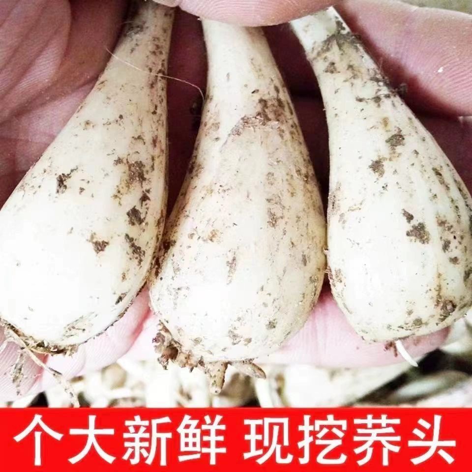 Свежий зеленый лук с грязью, свежеобнаруженный зеленый лук, семена овощей, выращенных на ферме, зеленый лук в маринаде Сычуань, бесплатная доставка