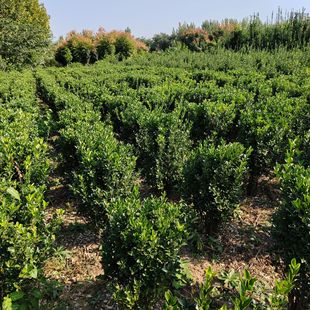 ���׶�����  �������l������ �G��������ľ�f���� ���G��ľ����