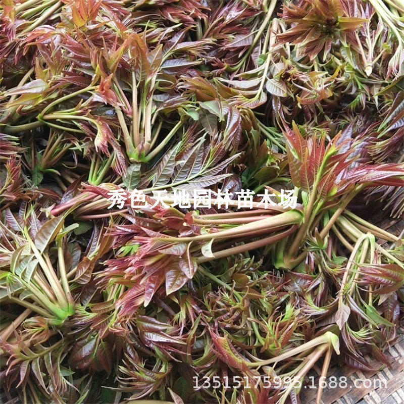 正宗红油香椿苗盆栽地栽大棚香椿树苗南方北方四季种植食用香椿芽