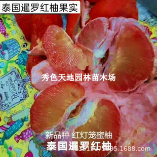 ̩�����_�t���ּt�������Ӵ����Ʒ�N�Ϸ���Ƥ�t����������r�޽�