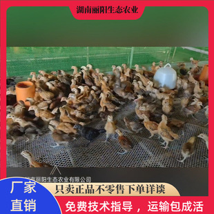 ����Ó������G�����u��һ�����g�u�л��w�r����B�൰�u�׻���B