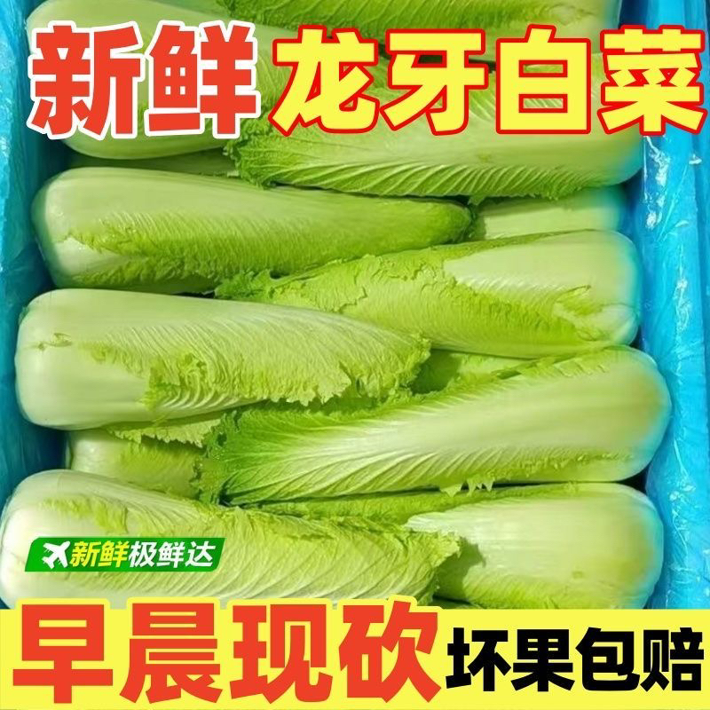 High Mountain Longya Cabbage, Fresh Seasonal Vegetables for Hot Pot Cultivation, Fresh Seasonal Cabbage for Hong Kong, Cheap Frost-Resistant Cabbage