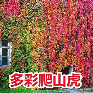 �����ɽ���N���L�����ļ������ļ��̨ͥԺ�����^�~ֲ�ﻨ�ܷN��