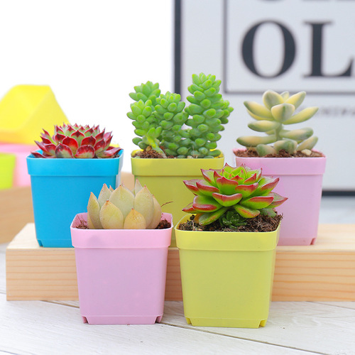 Succulent small square pots colorful succulent flower pots for seedlings ultra-small square plastic flower pots 5.5CM black square manufacturer
