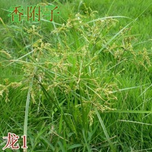 �㸽�ӷN�� ɯ��/�׹��^�N�� �ļ��ɲ���ș�� �؜ϲ�/ɽѿ�� ���]