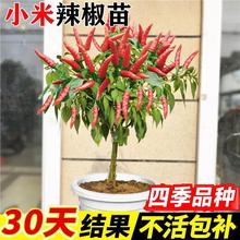 С糯콷ļݽzƤཷNј紺߲ȫ